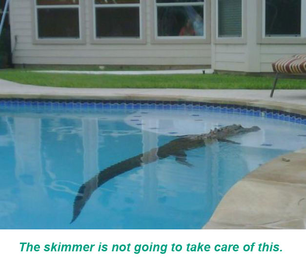 Alligator In Pool